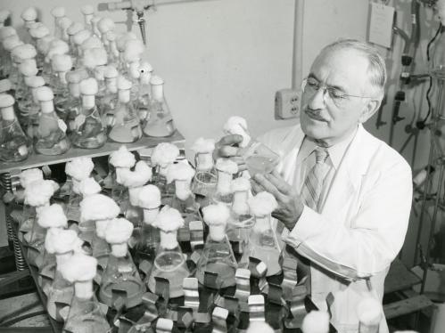 Selman Waksman in his lab