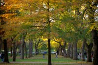 Voorhees Mall's Elms Add to Commencement's Ambience | Rutgers University