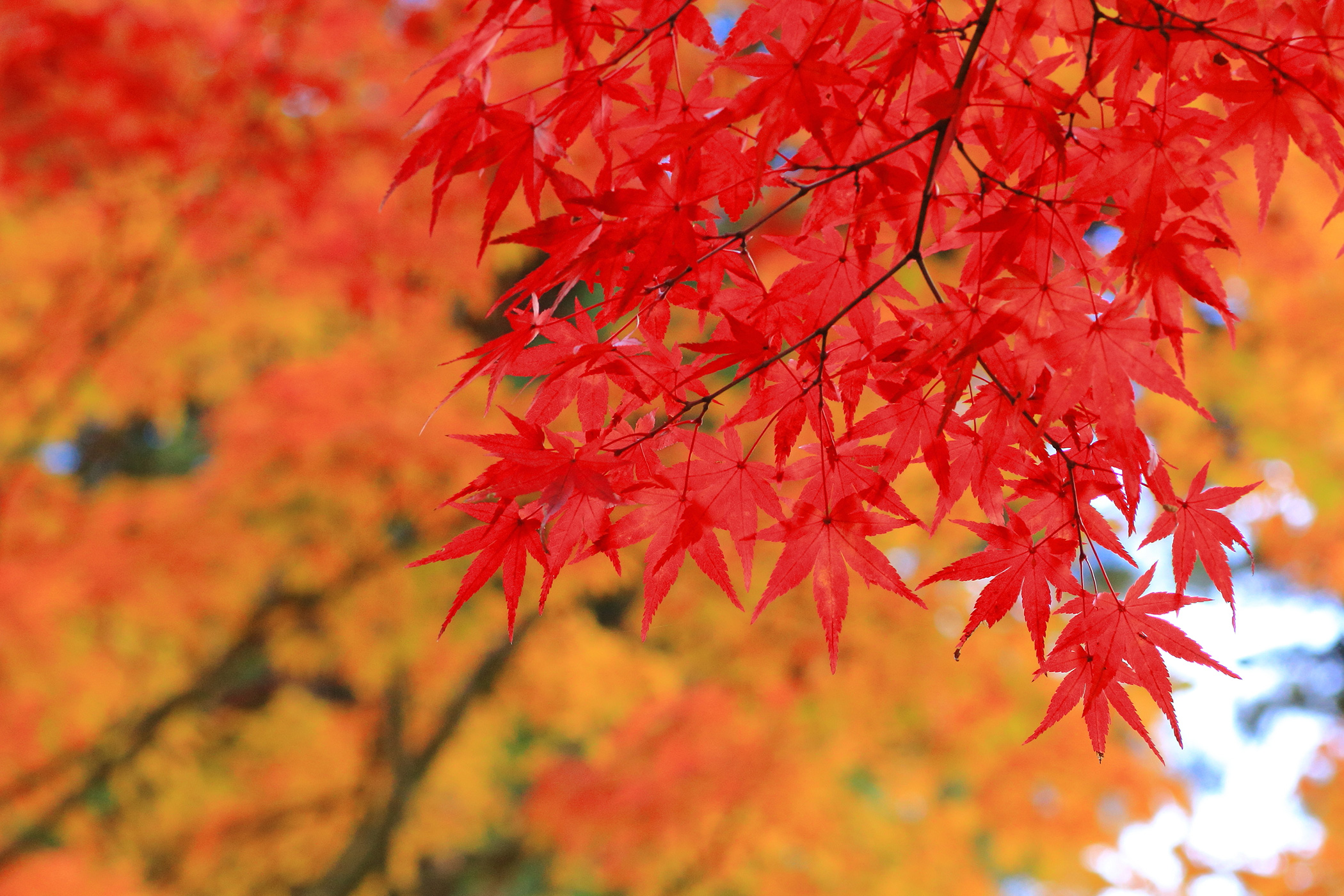 Why Do Leaves Change Color? Rutgers University