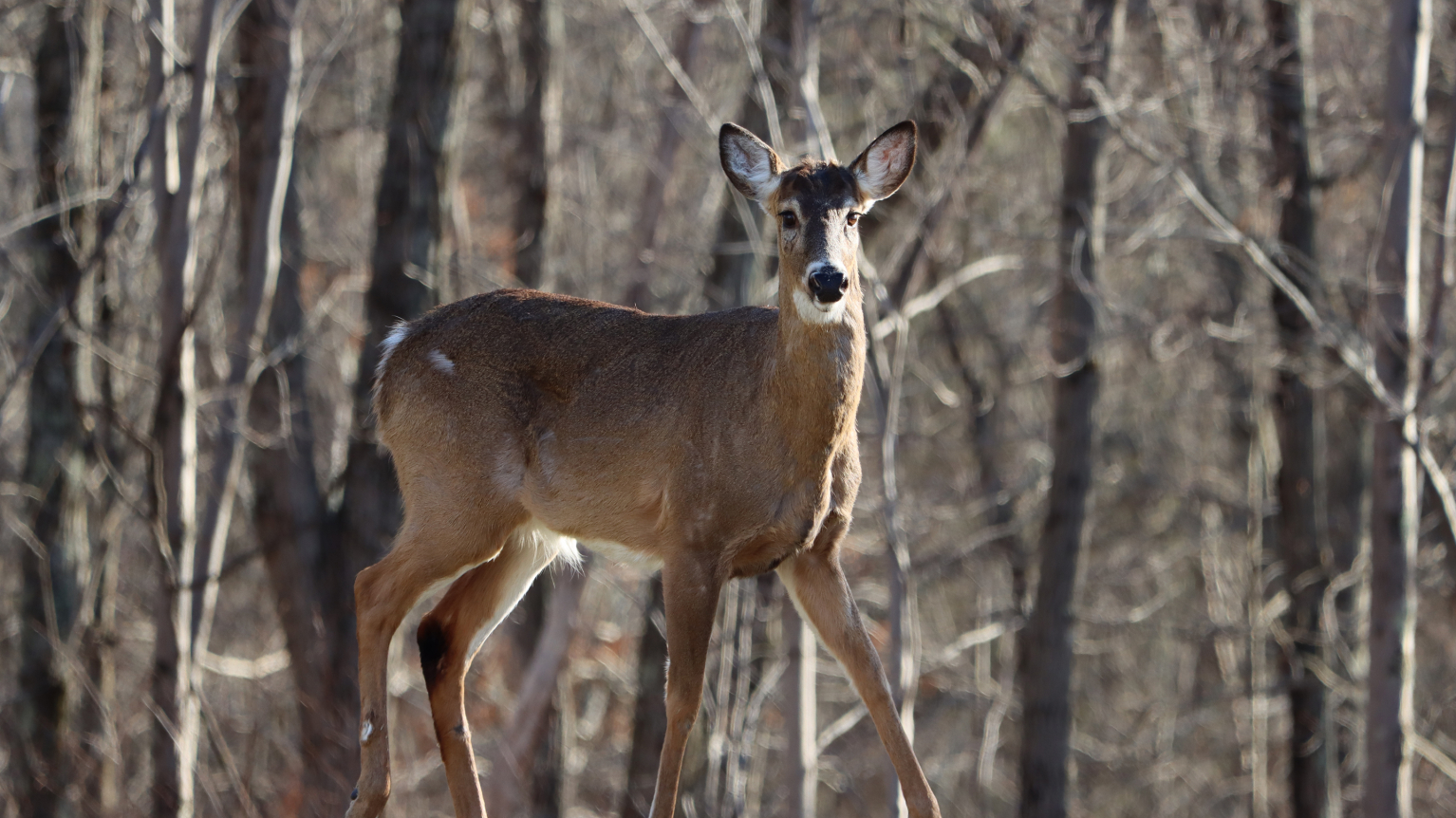 The Impact of WhiteTailed Deer on New Jersey Farming Rutgers University