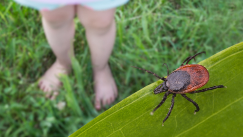 tick near child