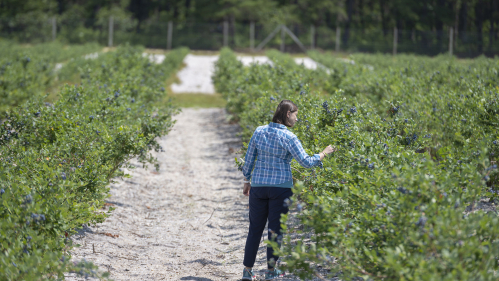 Gina Sideli walks through the blueberry fields at the Philip E. Marucci Center for Blueberry and Cranberry Research.