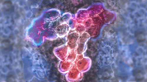 SARS-COV2 Antibody