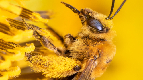 bee feeding on sunflower