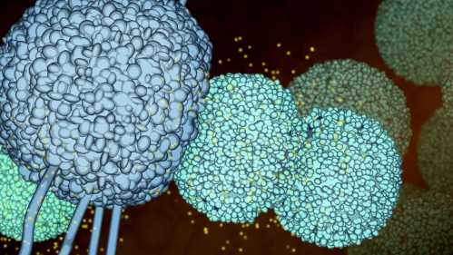 A computer-generated image illustrating the activation of a T-Cell, a type of white blood cell key to fighting infection and that may fight cancer. The image is presented on the Protein Data Bank's "101" website in a primer on immunology and cancer.