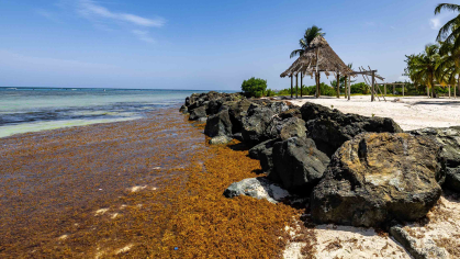 Brown seaweed coves beach with ocean at left and sand on right.