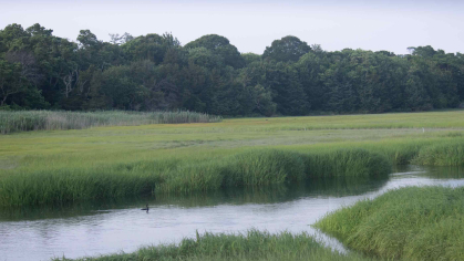 Saltwater marsh with water at center surrounded by reeds
