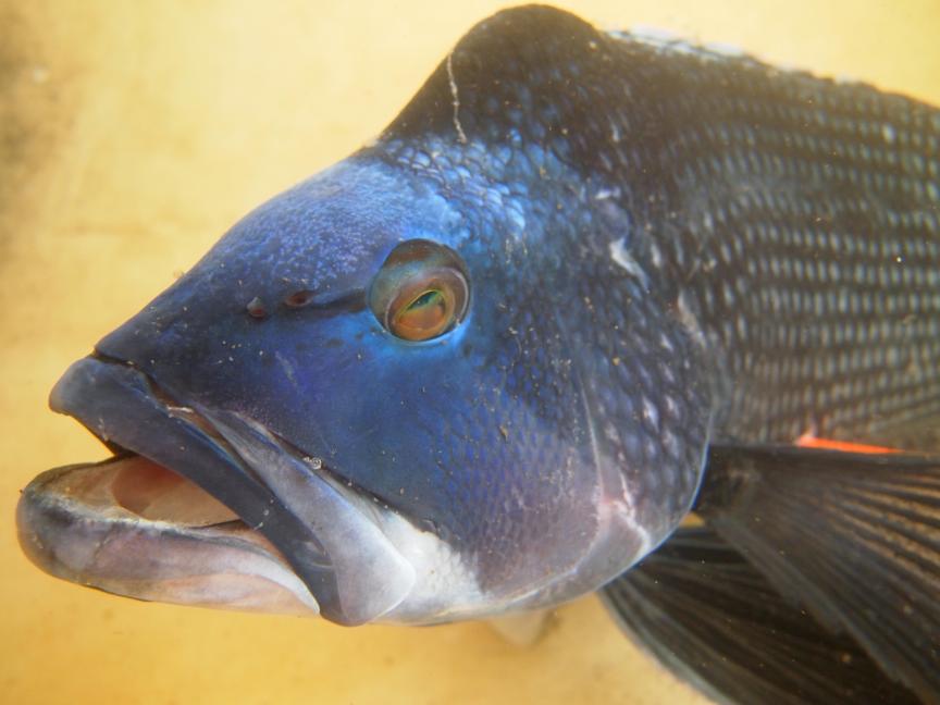 New approach to setting black sea bass regulations