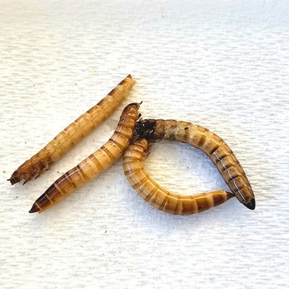 Four brown worms