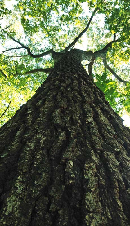 View from the base of a trunk of a large oak tree.