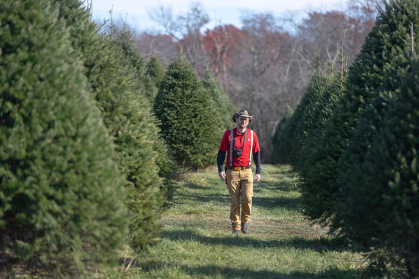 Rutgers scientist Timothy Waller surveys evergreens at the Rutgers Agricultural Research and Extension Center in Millville, Cumberland County, where he grows and studies a host of varieties to serve the state's community of tree farmers.