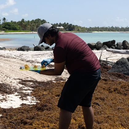 Man collecting seaweed samples on a beach.