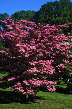 Scarlet Fire dogwood tree